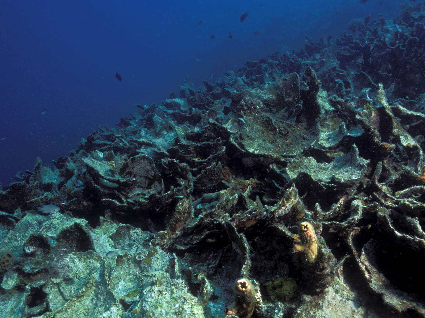 dead coral reef