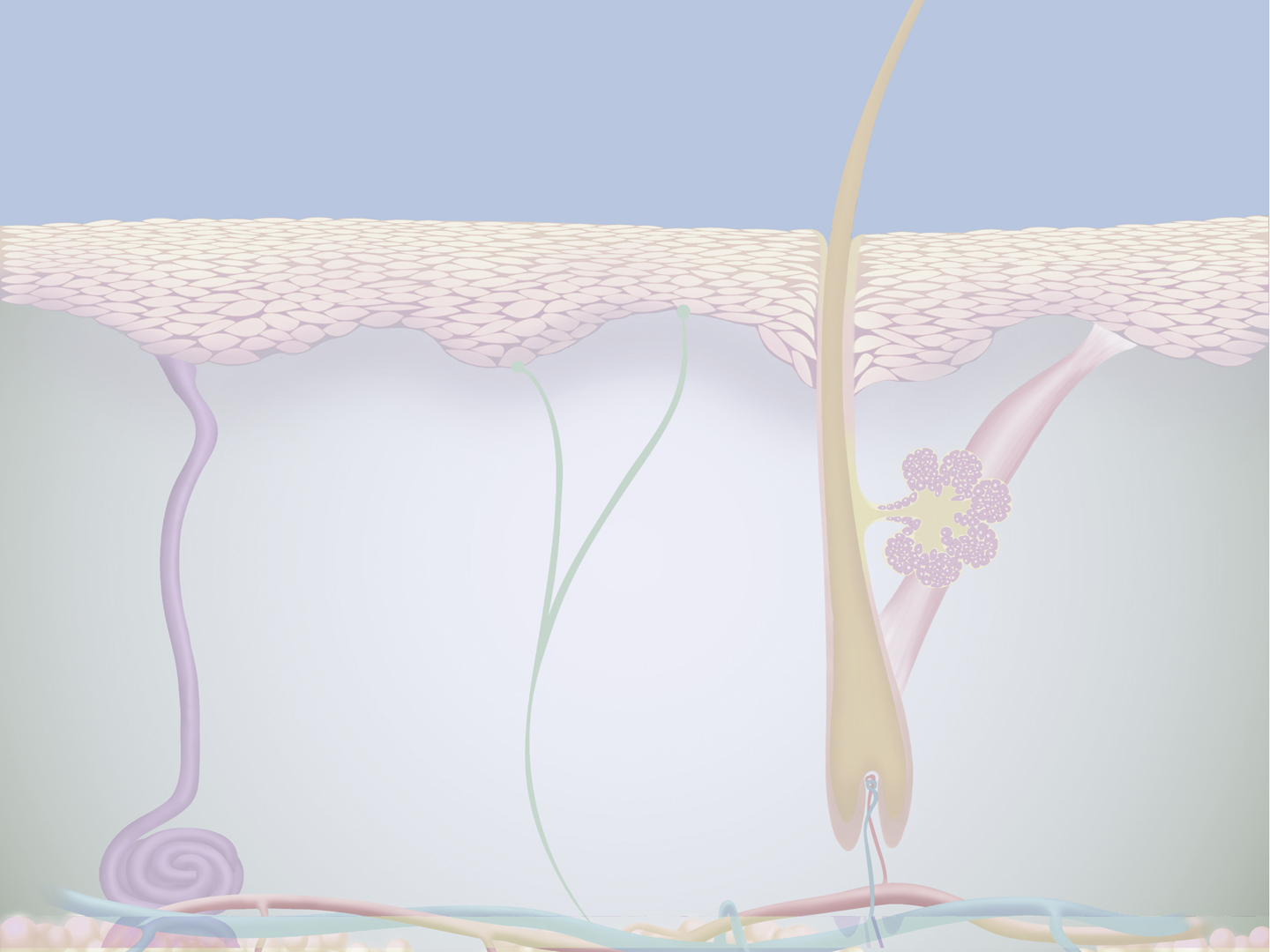 What's the Acid Mantle, and How Do I Take Care of It? Free Bunni