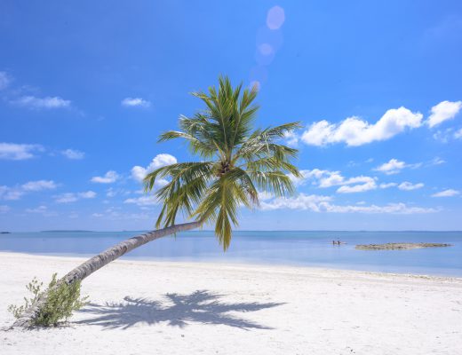 beach, palm tree, ocean, sea, saltwater