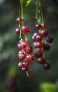 sea buckthorn, skincare, skincare ingredients, serum, moisturizer, sea buckthorn benefits, new skin care ingredient