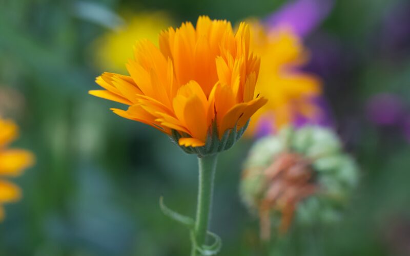 skin care, Sensitive skincare, beauty, ingredients, organic ingredients, calendula, calendula oil, calendula flower, essential oil, toner, moisturizer, serum, Face oil