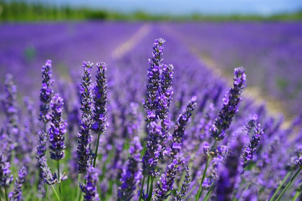 Lavender, Extract