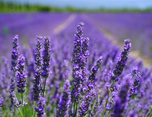 Lavender, Extract
