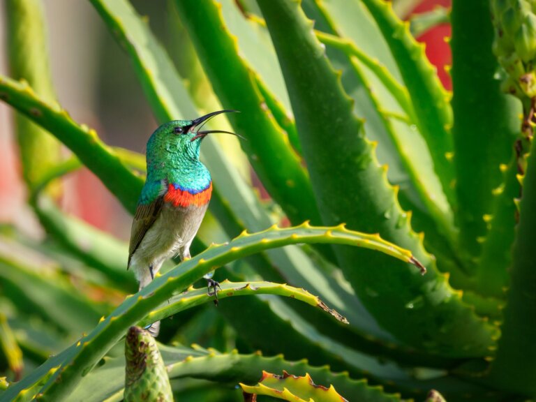 aloe vera, natural ingredients, organic solutions