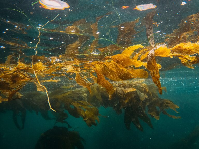 sea, Seaweed