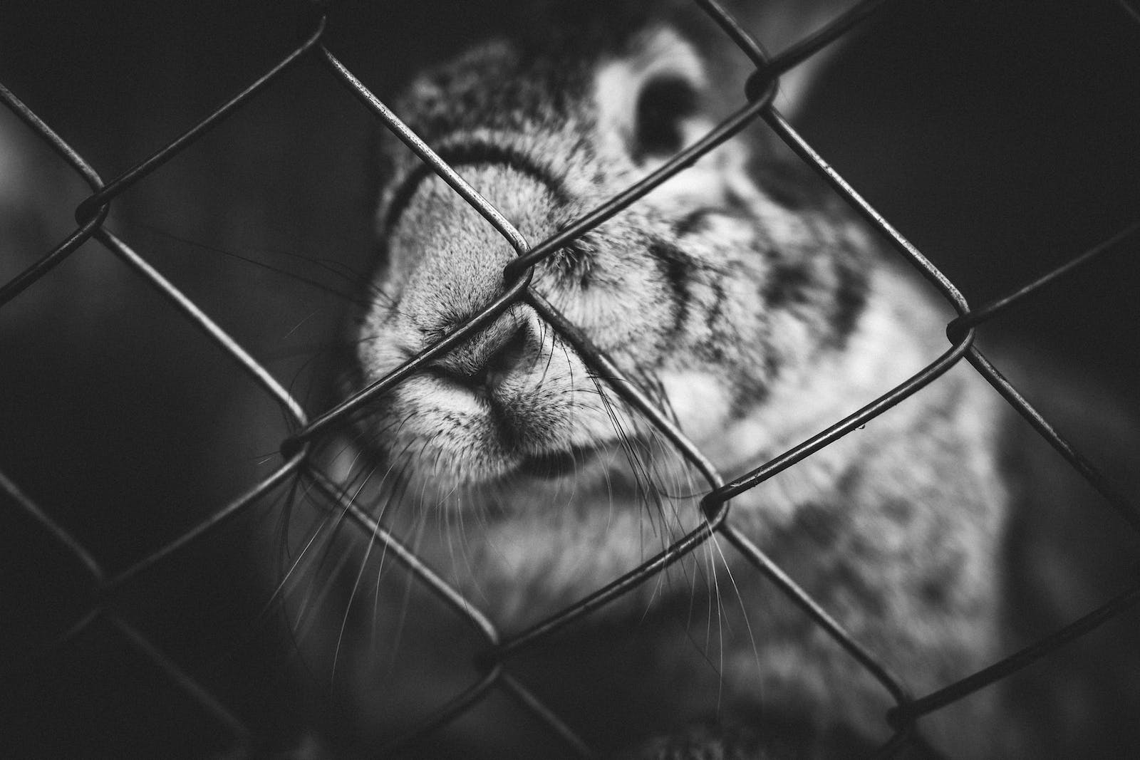 what-is-animal-testing-free-bunni