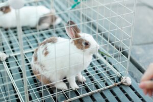 animal testing, bunny in cage