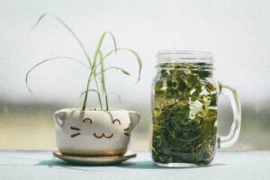 green tea, Unusual Ingredients, hair