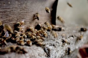 propolis, bees