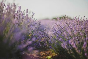 flower, perfume, lavender