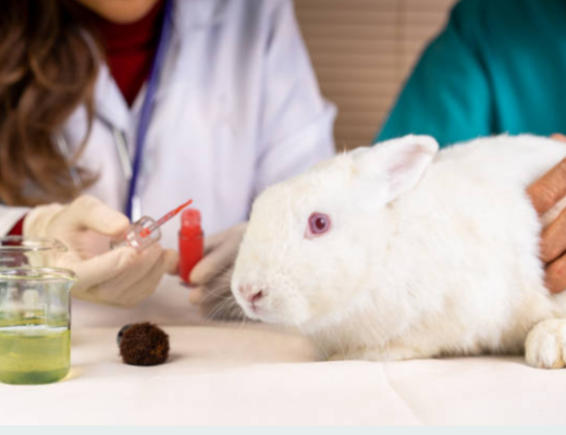 lab, animal testing