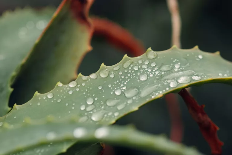 aloe vera, skincare