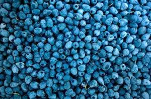 blueberry, fruits
