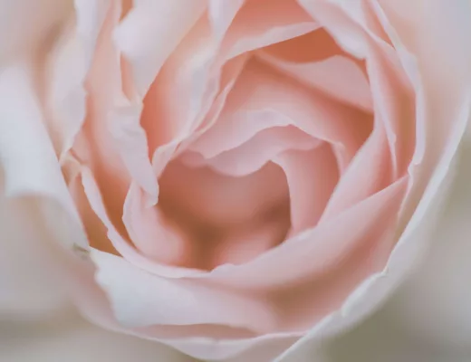 Rose, petals