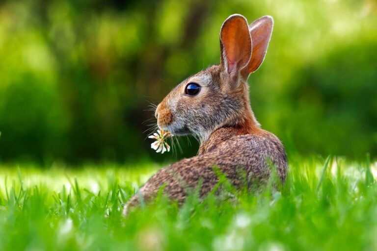 animal, bunny