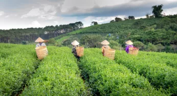 Exploring Ethical Beauty Ingredients of Indigenous Origin