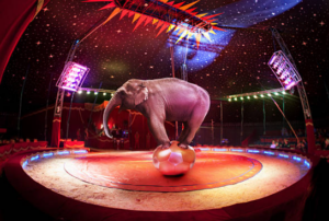 circus, animal