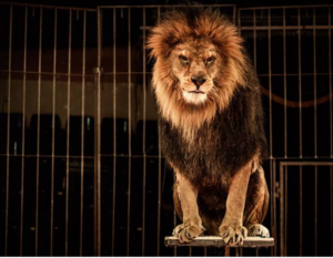 circus, lion
