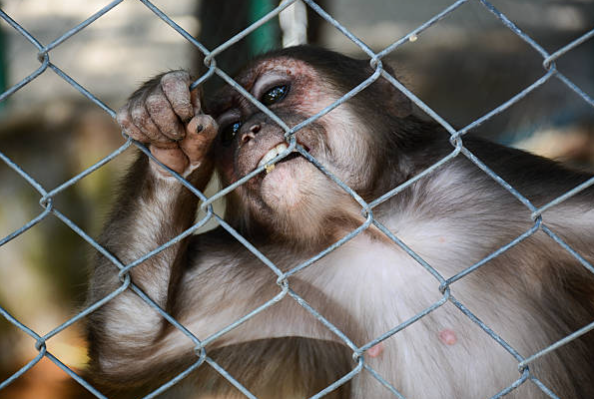 monkey, animal testing