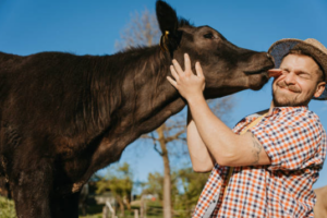 cow, animals, farm