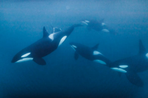 Orcas, sea