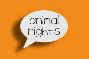 animal rights, vegan