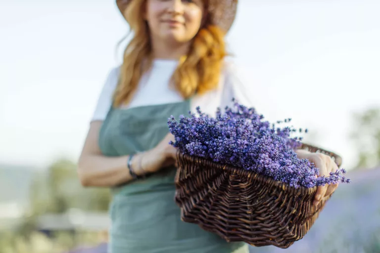 Lavender, plant