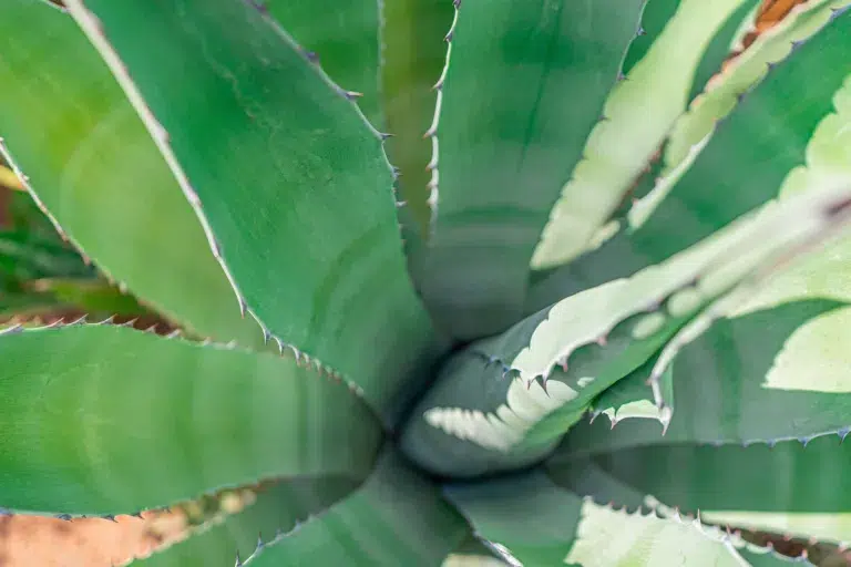 aloe vera, plant