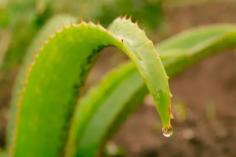 aloe vera, shampoo