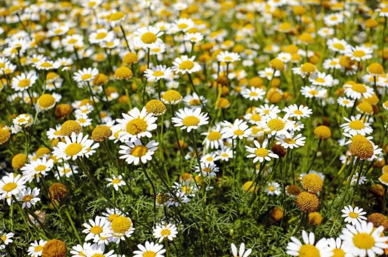 chamomile, flower