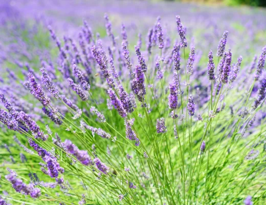 herbal, lavender