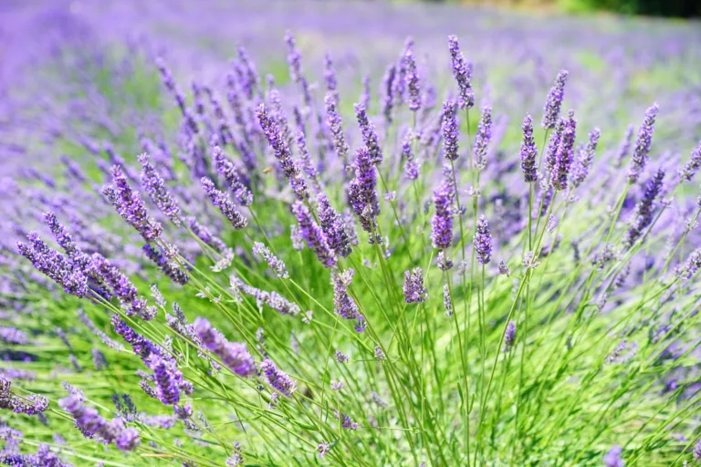 herbal, lavender