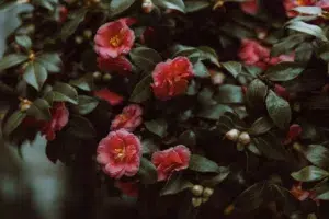 Camellia, flower