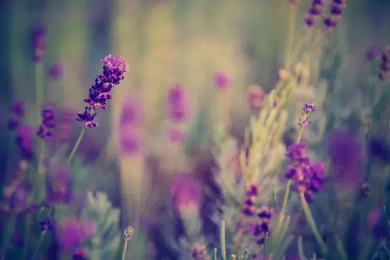 Bakuchiol Oil, flower