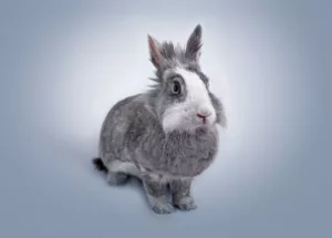 bunny, vegan