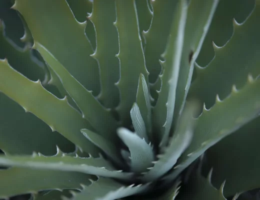 aloe vera, gel