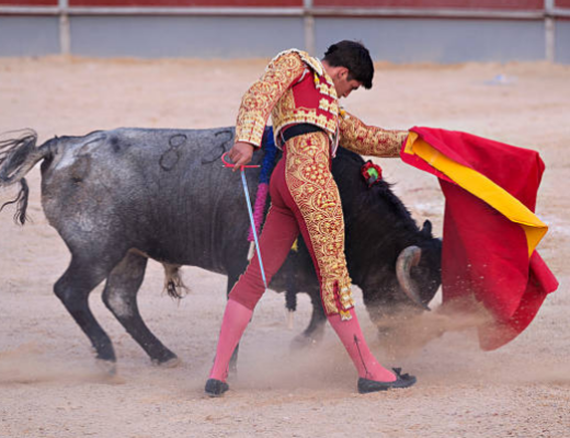 bullfight, bull