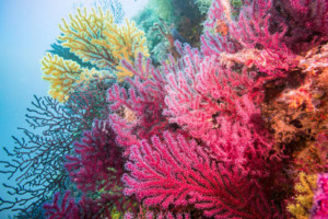 coral reefs, ocean