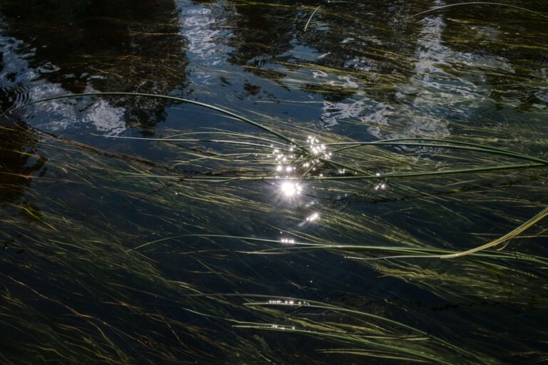 Seaweed, ocean