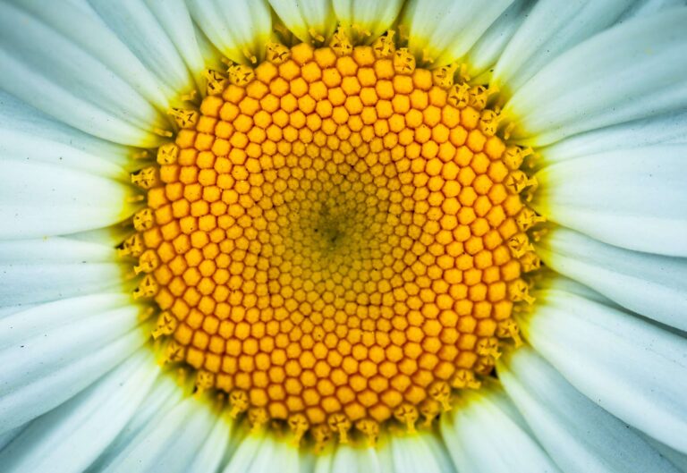 Chamomile, flower