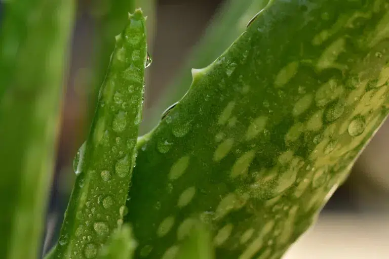 aloe vera, gel