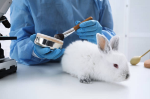 bunny, animal testing