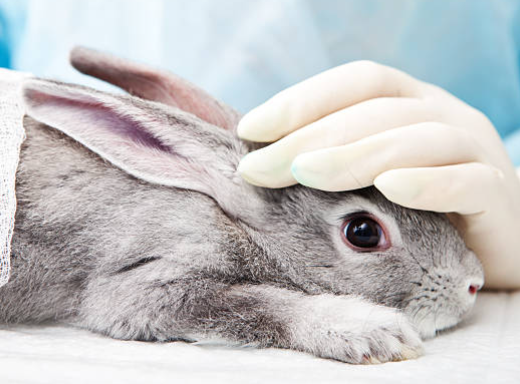 bunny, animal testing
