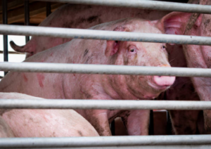 pig, Animal Welfare