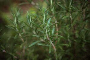 rosemary, plant