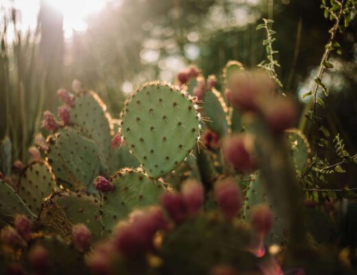 Nopal Cactus , plant