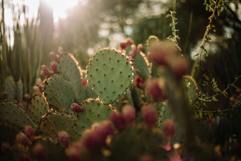 Nopal Cactus , plant