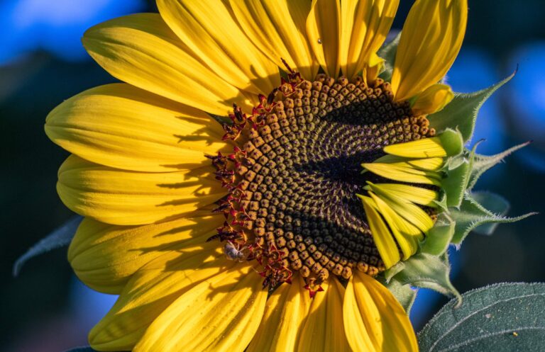 sunflower, flower