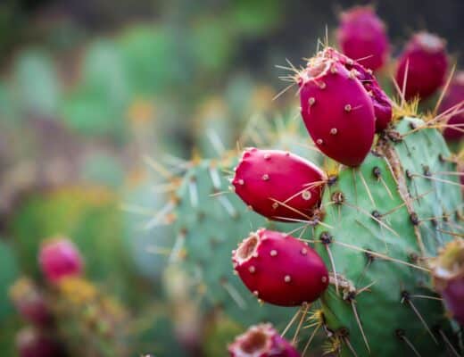 Prickly Pear, plant