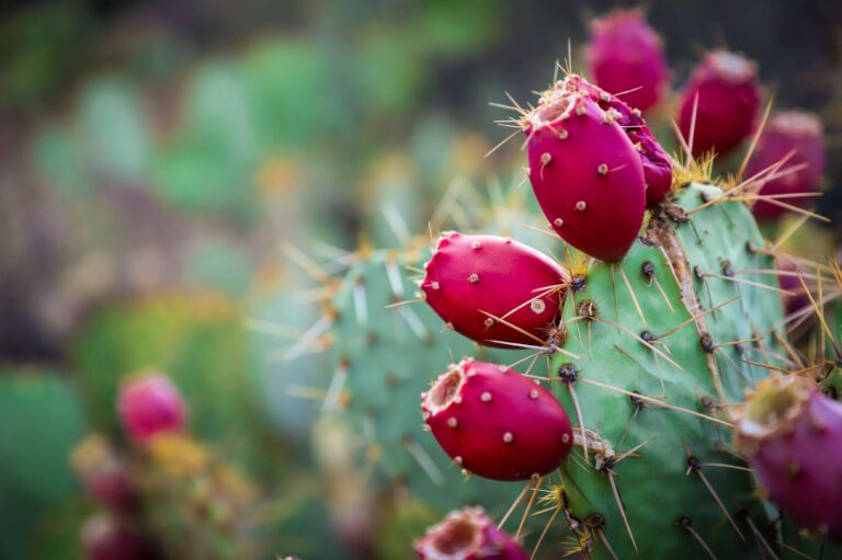 Prickly Pear, plant